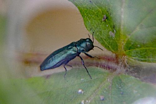 Réf. 260 396 : Agrilus cyanescens